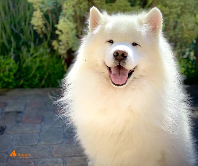Tất tần tật từ vựng chủ đề Động vật (Animals) trong tiếng Anh